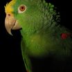 Yellow-crowned Parrot